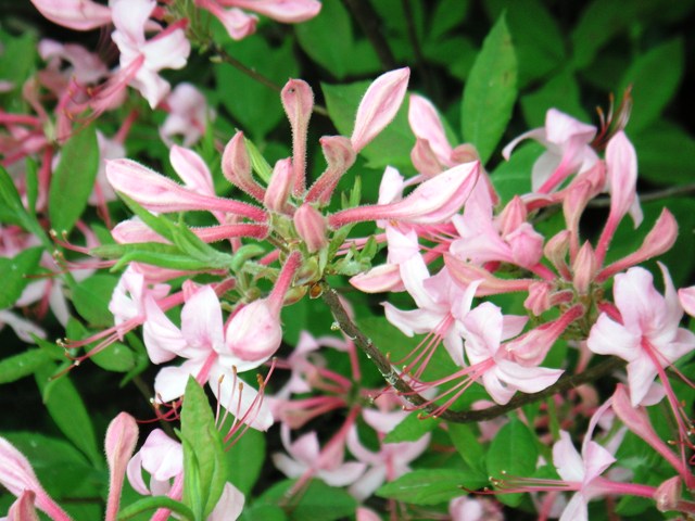wild Azaleas at Grout Pond